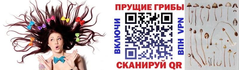 Псилоцибиновые грибы MAGIC MUSHROOMS  гидра зеркало  дарк нет состав  Пятигорск 